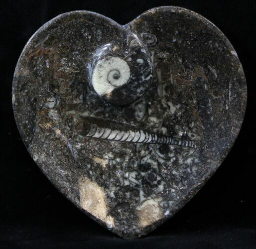 Heart Shaped Fossil Goniatite Dish #39336